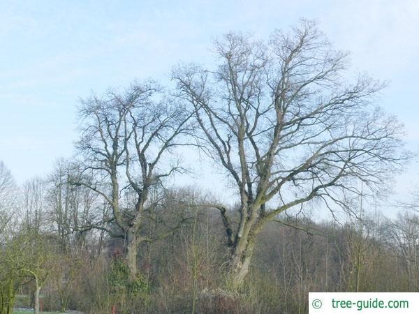 english oak (Quercus robur) tree