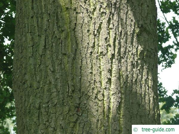 english oak (Quercus robur) trunk / bark