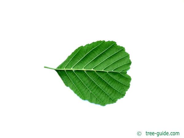 european alder (Alnus glutinosa) leaf  underside