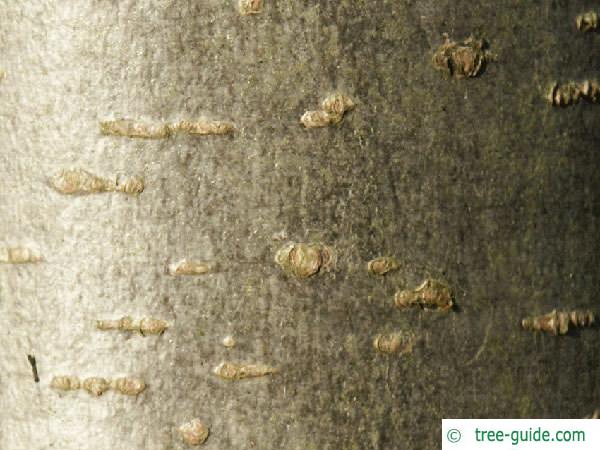 european alder (Alnus glutinosa) trunk / stem