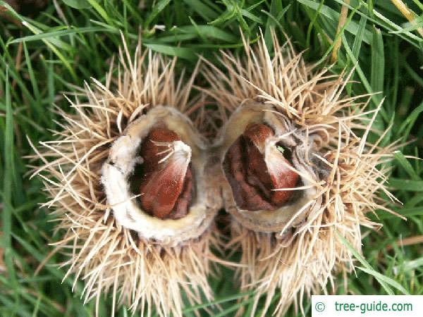 european chestnut (Castanea sativa) fruit and capsule