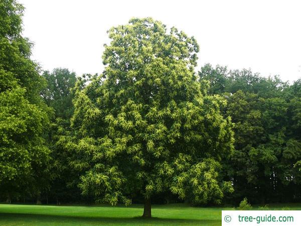 european chestnut (Castanea sativa) tree green