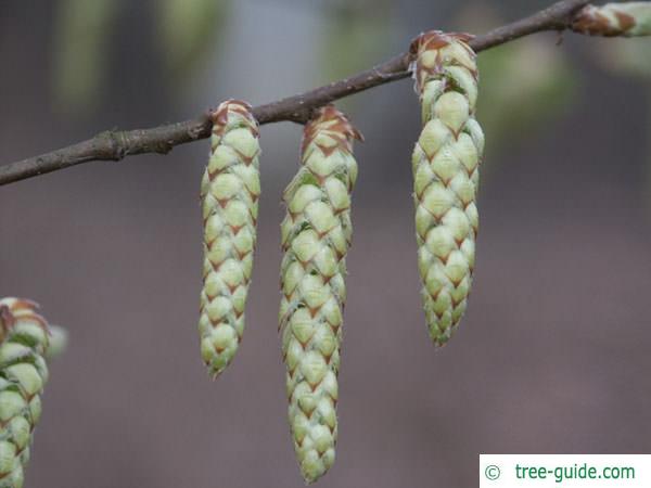 european hornbeam (Carpinus betulus) flower