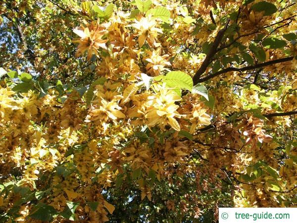 european hornbeam (Carpinus betulus) fruit 2