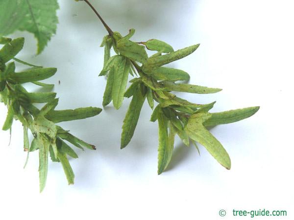 european hornbeam (Carpinus betulus) fruit