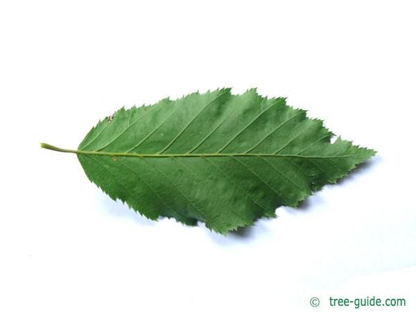 european hornbeam (Carpinus betulus) leaf underside