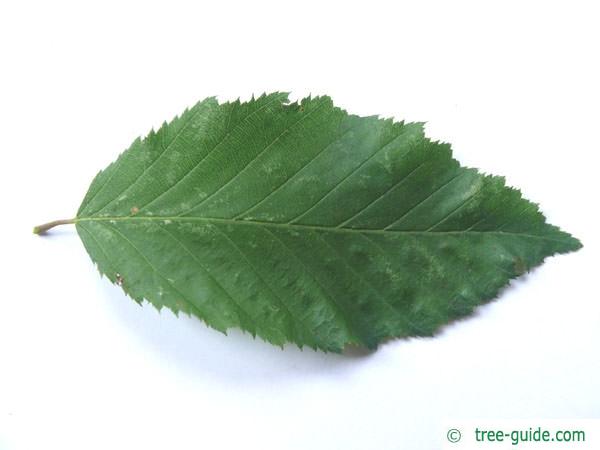 european hornbeam (Carpinus betulus) leaf