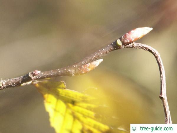 european hornbeam (Carpinus betulus) terminal bud