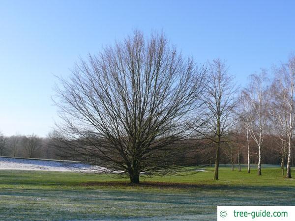 european hornbeam (Carpinus betulus) tree