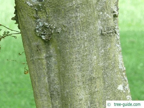 european hornbeam (Carpinus betulus) trunk
