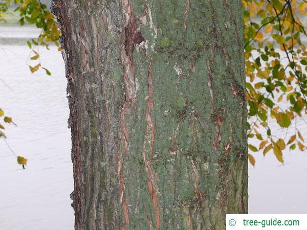 european white elm (Ulmus laevis) trunk / bark old