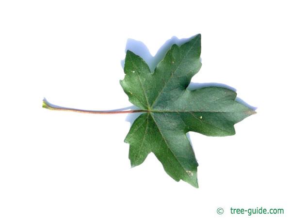 field maple (Acer campestre) leaf