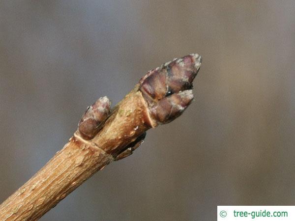 field maple (Acer campestre) terminal bud