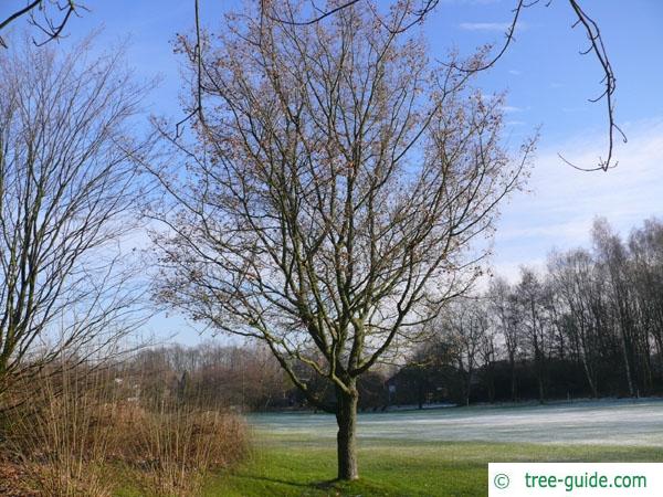 field maple (Acer campestre) tree in winter