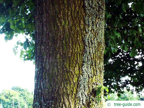 field maple (Acer campestre) trunk / stem