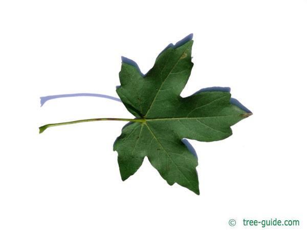 field maple (Acer campestre) leaf underside