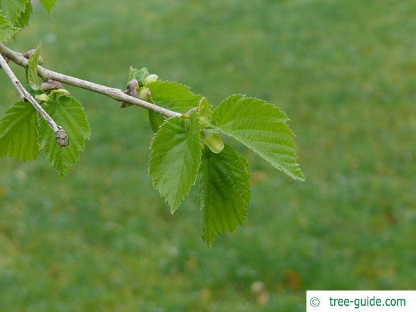 turkish filbert hazel (Corylus colurna) budding