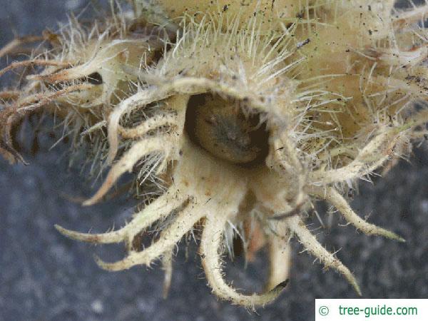 turkish filbert hazel (Corylus colurna) fruit nut