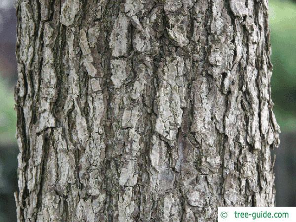 turkish filbert hazel (Corylus colurna) trunk / bark