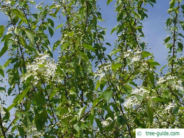 fire cherry (Prunus pensylvanica) crown with flowers