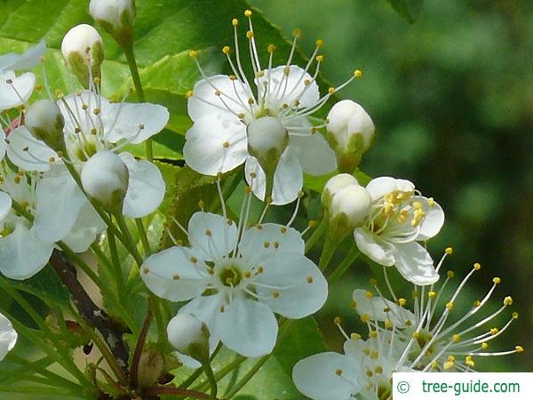 fire cherry (Prunus pensylvanica) flower