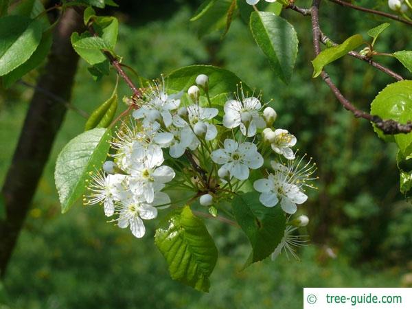 fire cherry (Prunus pensylvanica) flowers