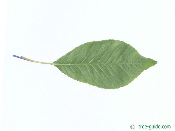 fire cherry (Prunus pensylvanica) leaf underside