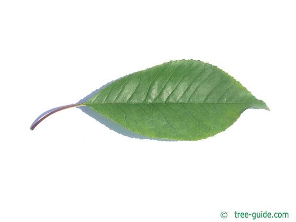 fire cherry (Prunus pensylvanica) leaf