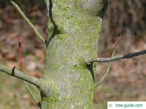 fire cherry (Prunus pensylvanica) stem /trunk