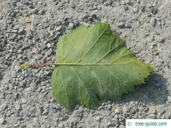 fireberry hawthorn (Crataegus chrysocarpa) leaf underside