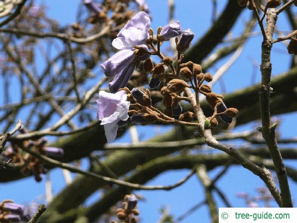 foxglove tree (Paulownia tomentosa) flower