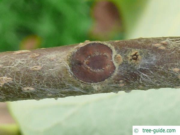 foxglove tree (Paulownia tomentosa) leaf scar