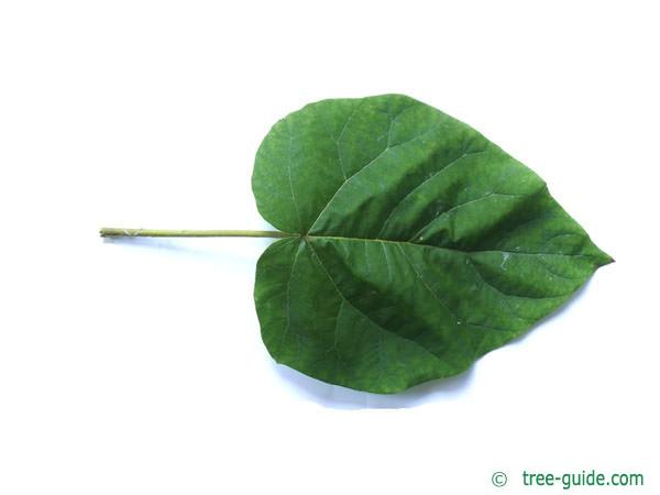 foxglove tree (Paulownia tomentosa) leaf