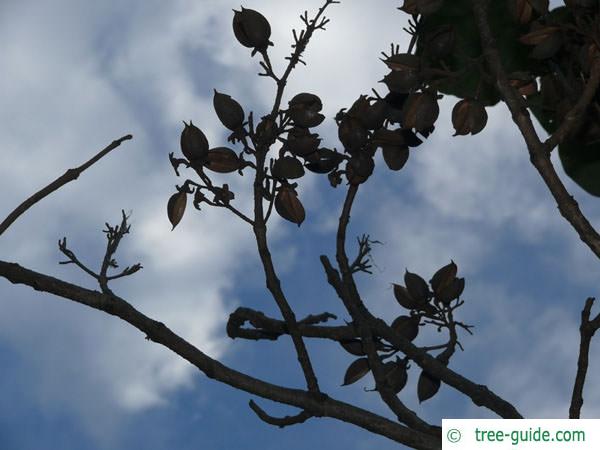 foxglove tree (Paulownia tomentosa) winter