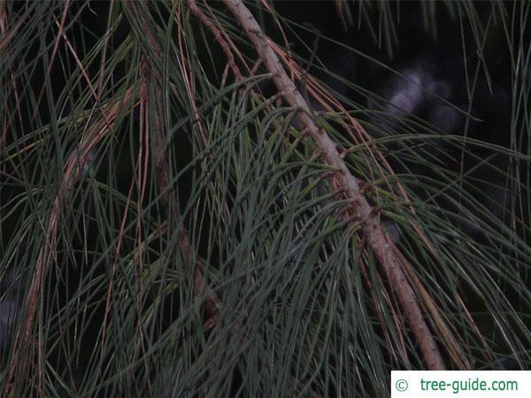 ghost pine (Pinus sabiniana) branch