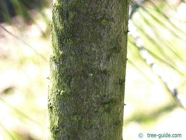 ghost pine (Pinus sabiniana) trunk / bark