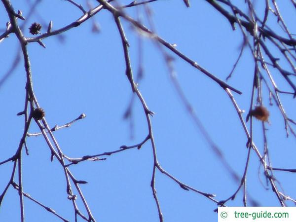 gold birch (Betula ermanii) branches in winter