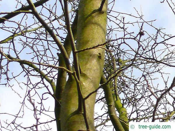 golden chain (Laburnum alpinum) trunk / bark