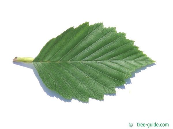 gray alder (Alnus incana) leaf