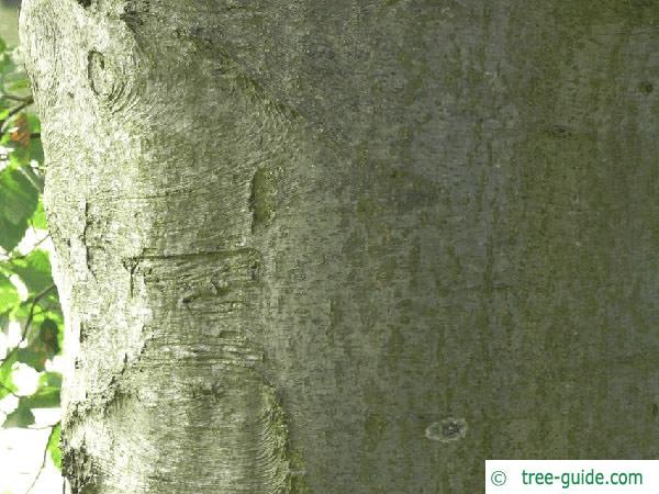 gray alder (Alnus incana) trunk / bark