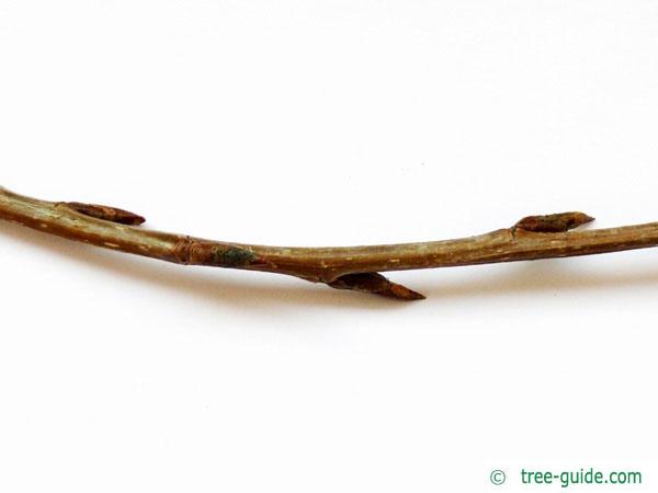 gray poplar (Populus × canescens) twig