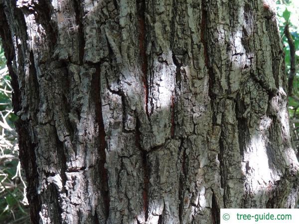 Grey elm (Ulmus canescens) bark