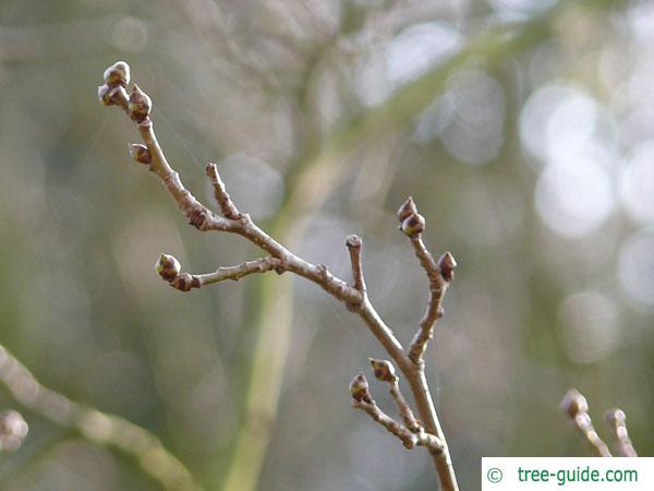 hardy rubber tree (Eucommia ulmoides) buds in Winter
