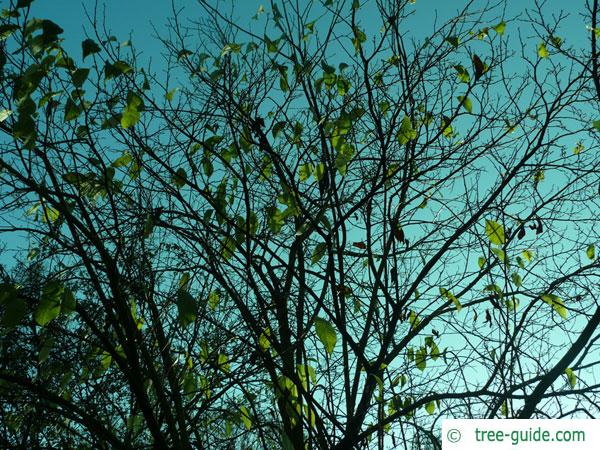 hardy rubber tree (Eucommia ulmoides) fall foliage