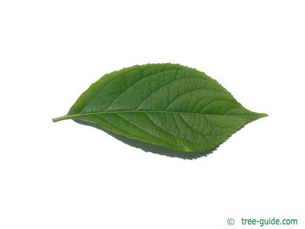 hardy rubber tree (Eucommia ulmoides) leaf