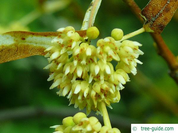 henry's lime (Tilia henryana) blossom