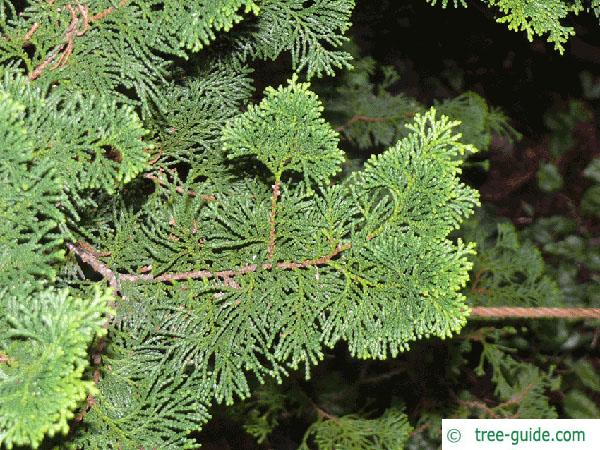 hinoki cypress (Chamaecyparis obtusa) branch