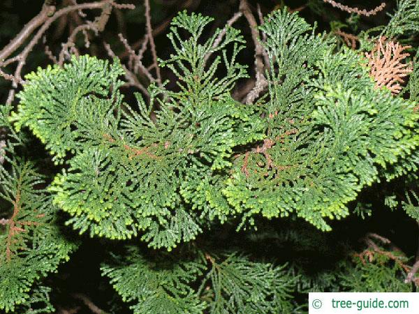 hinoki cypress (Chamaecyparis obtusa) branches