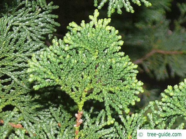 hinoki cypress (Chamaecyparis obtusa) needle