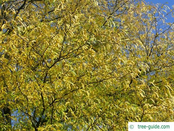 honea locust (Gleditsia triacanthos) autumn foliage